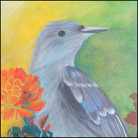 Gray Bird